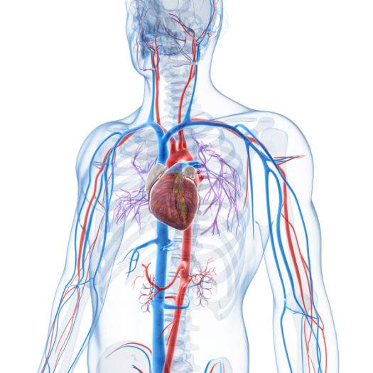 Vascular Conditions Misdiagnosis & Vascular Surgery | Chadwick Lawrence ...